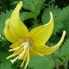 Erythronium jaune9